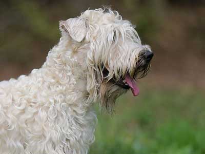 Soft Coated Wheaten Terrier